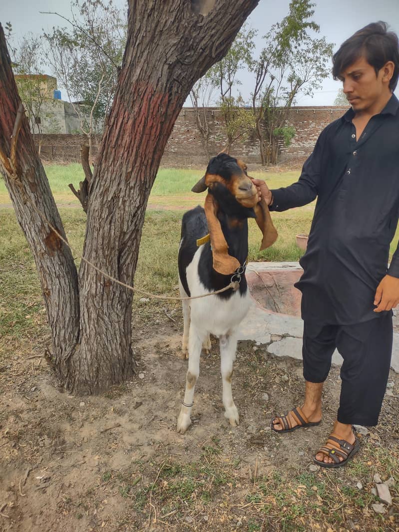 dono Bakra 2
