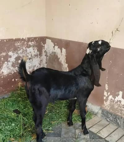 bakra for sale my WhatsApp number 03 45 70 84 4 34