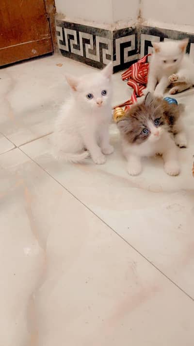 Cute Persian kittens for sale