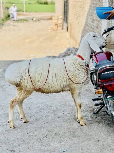 Sheep (Talagang khera)