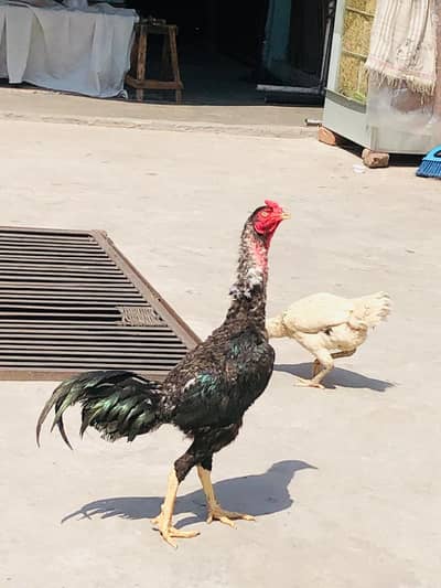 Hens.