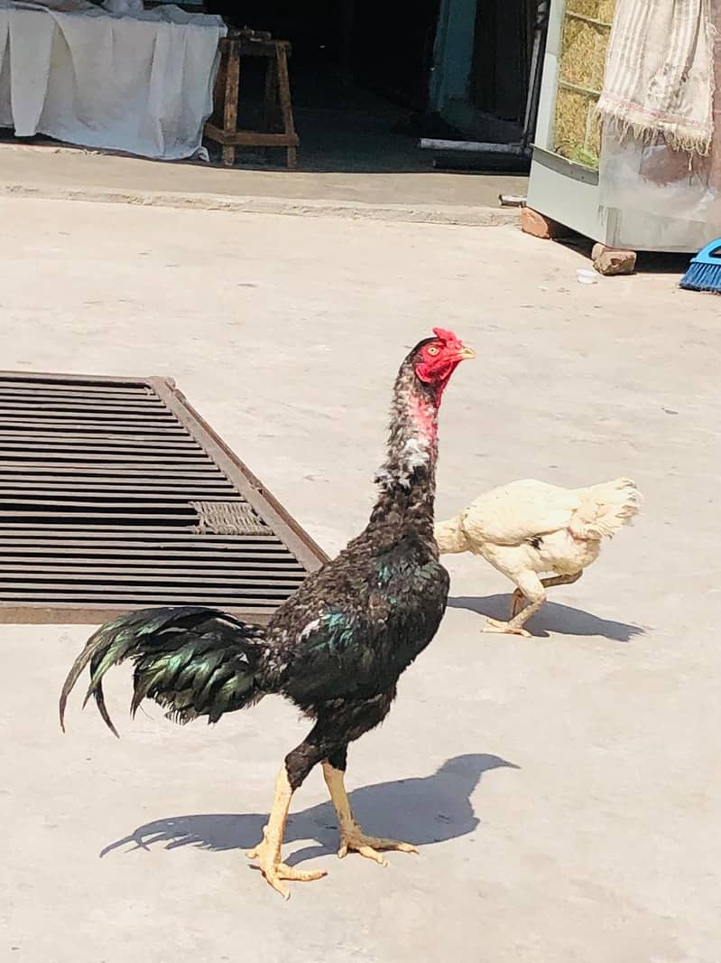 Hens. 0