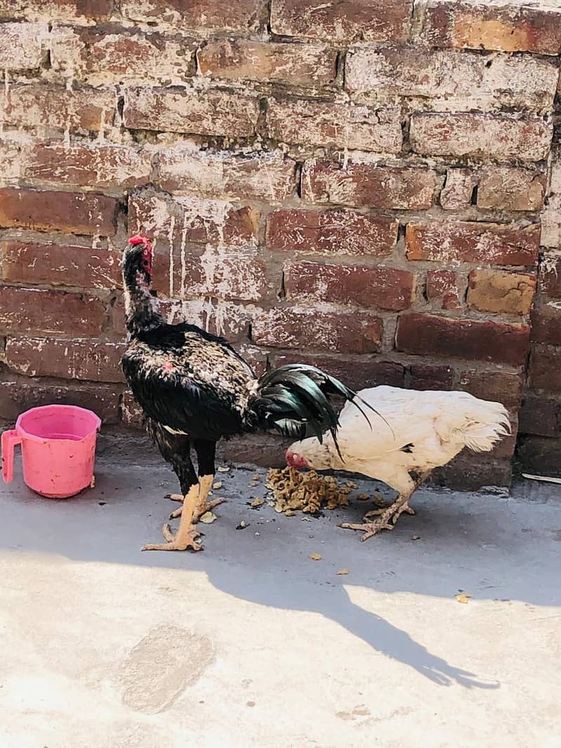 Hens. 1