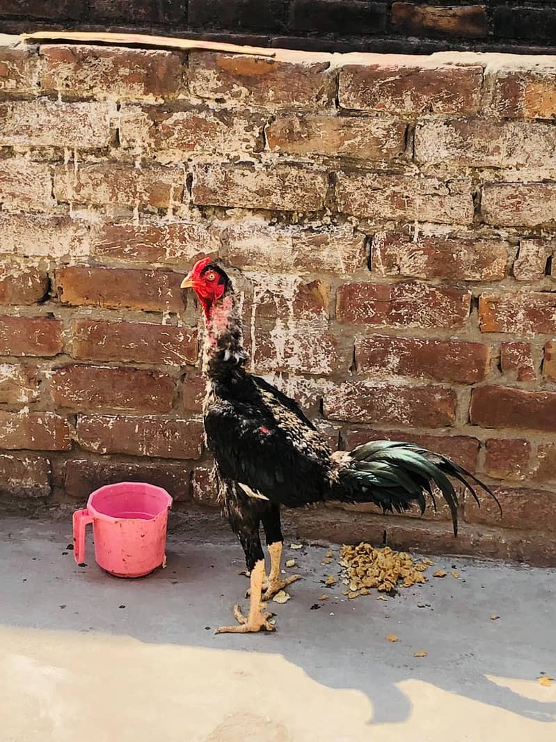 Hens. 2