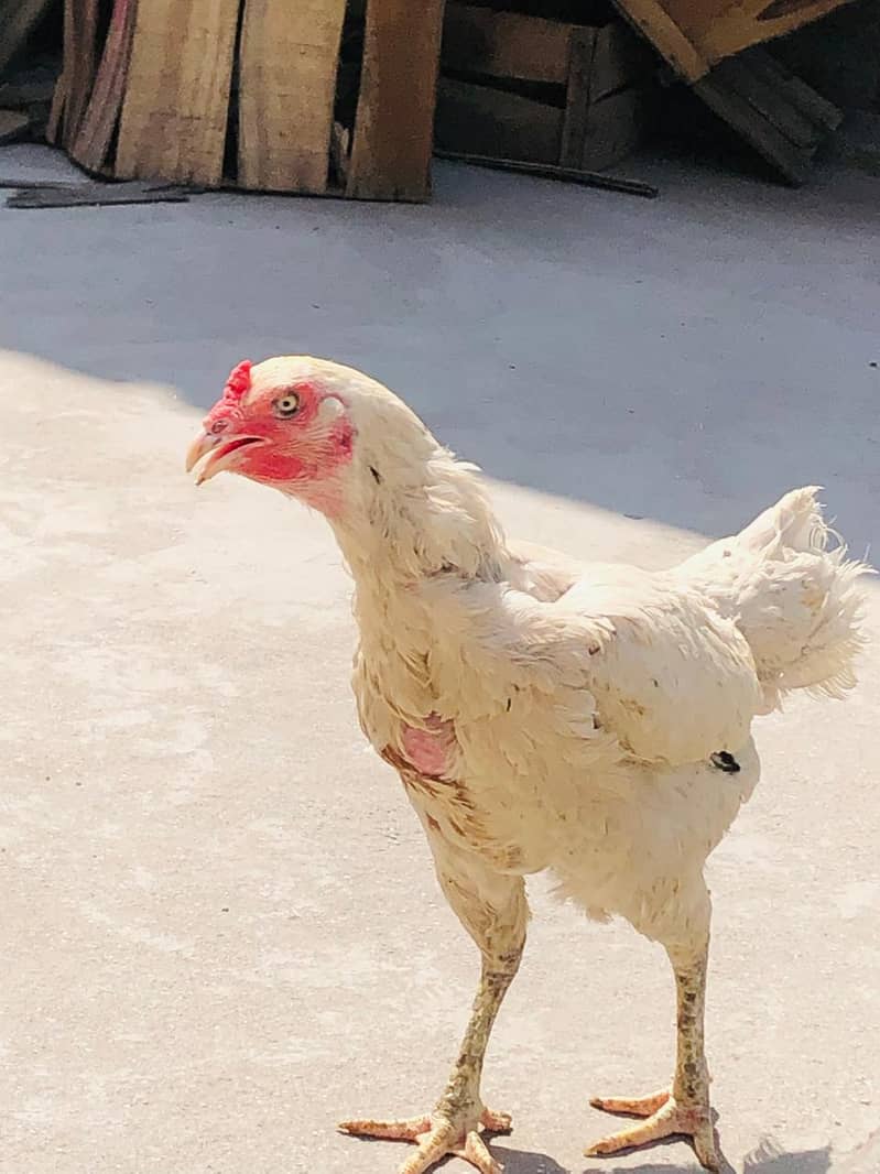 Hens. 3
