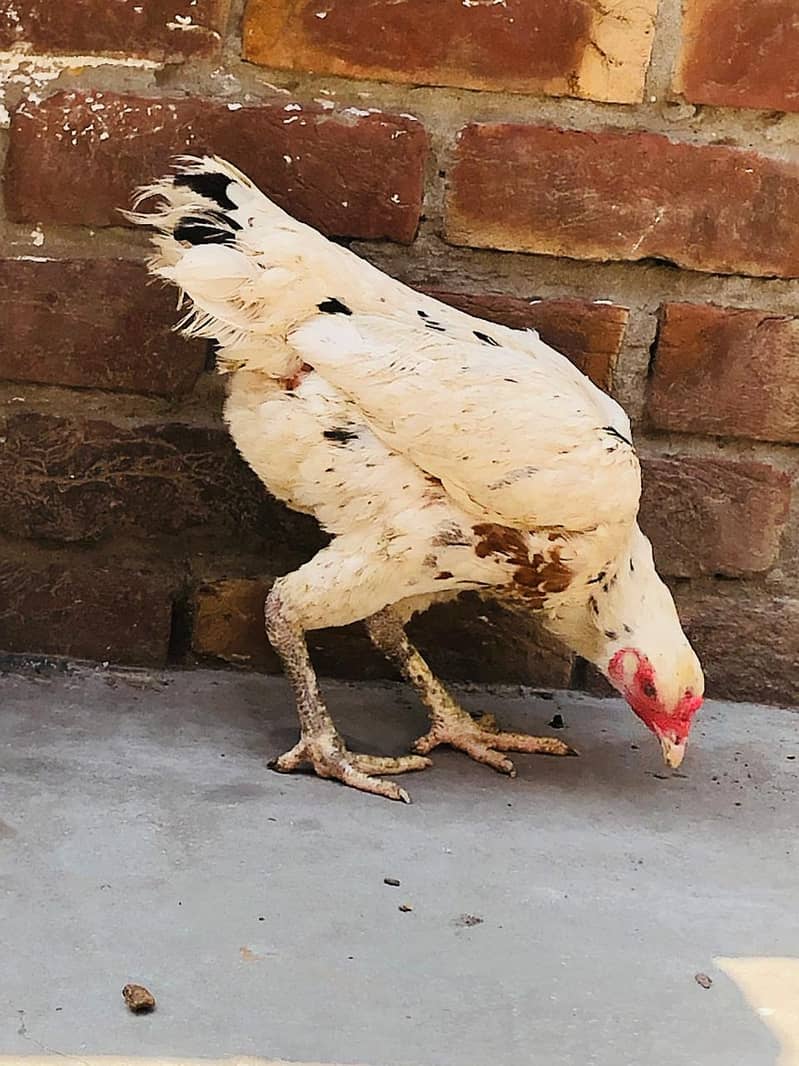 Hens. 4