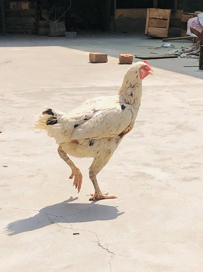 Hens. 5