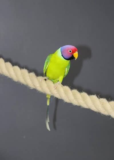 pulm head parrot young and Activs male