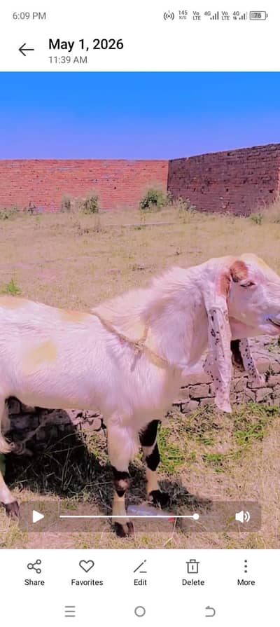 hamra pass big hight ma Bakra ha our vacha ha bilkul low price ma