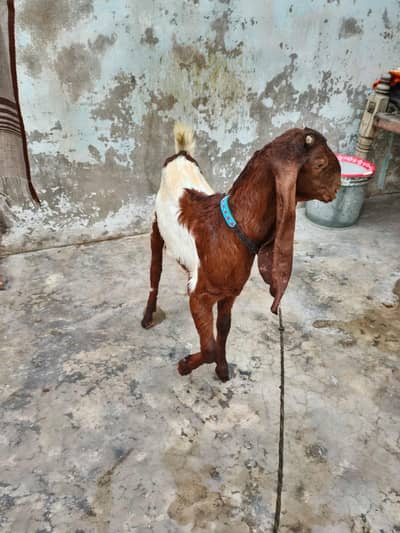 Patari Bakri