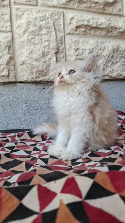 kitten