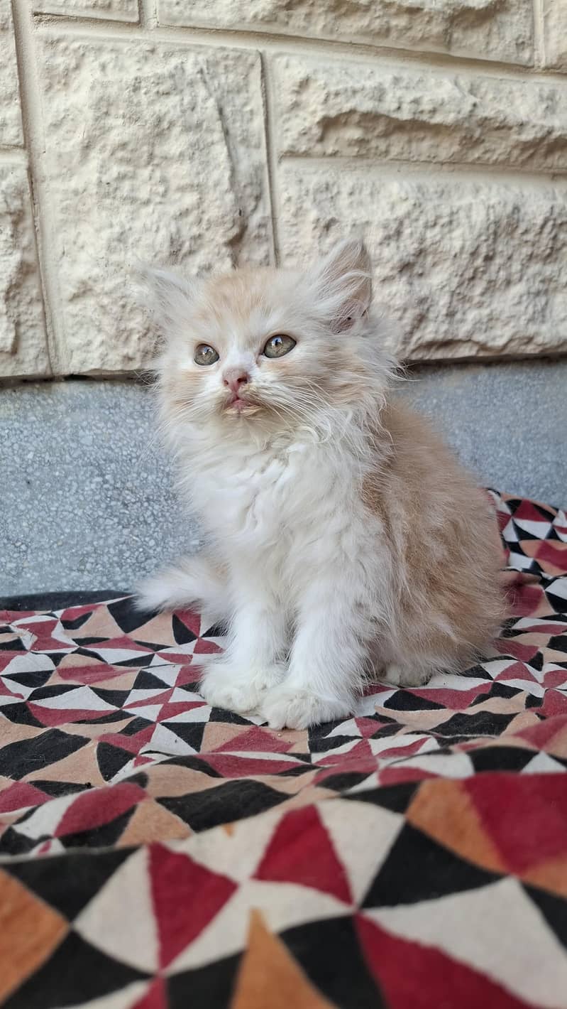 kitten 1