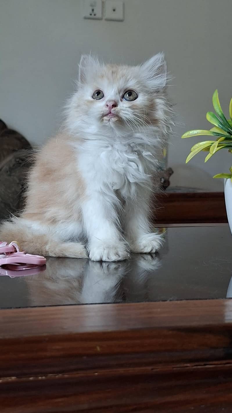 kitten 2