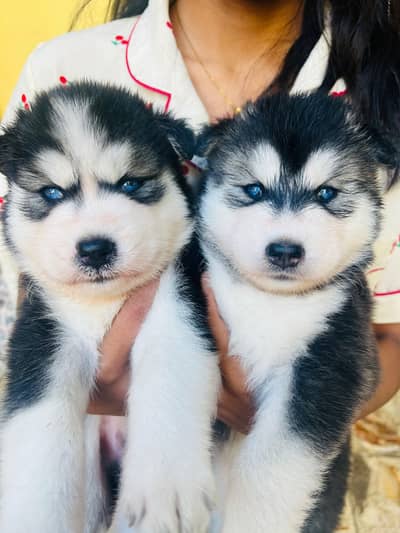 Beautiful Blue-Eyed Husky Puppy Available