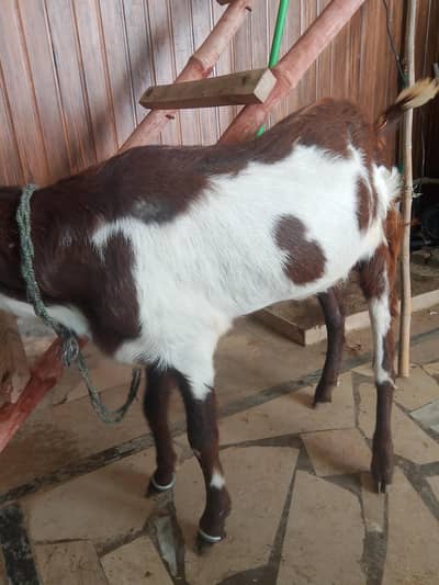 qurbani 2k26
