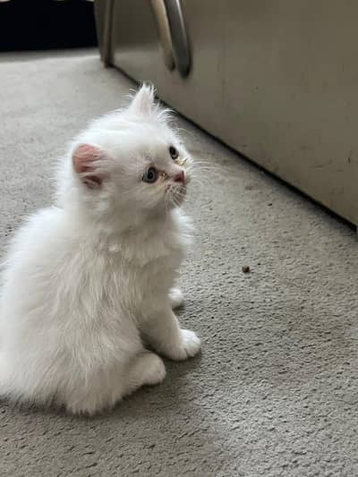 Persian kittens for sale