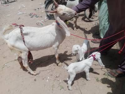 Teddy bakri for sale with 2 male babies