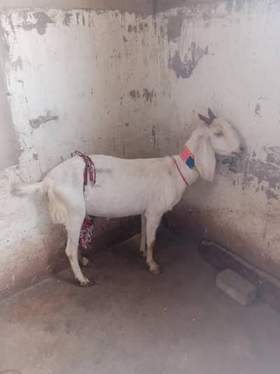 Teddy bakri for sale
