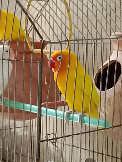 2 pairs love birds