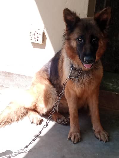 Gsd female long coat