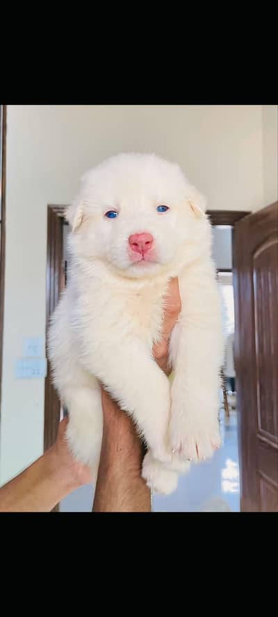 husky male and female both available