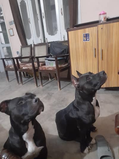 putbull dog puppies available