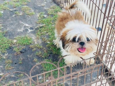 Pedigree Bloodline Shihtzu female Puppy