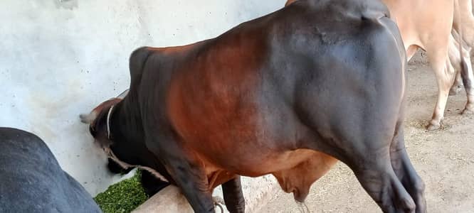 qurbani walay vehray khobsurat 2 dant . 03460561534.