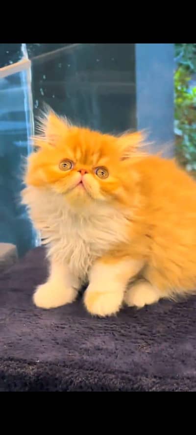 Persian cat's vaccinated  healthy active/WhatsApp 03316360929