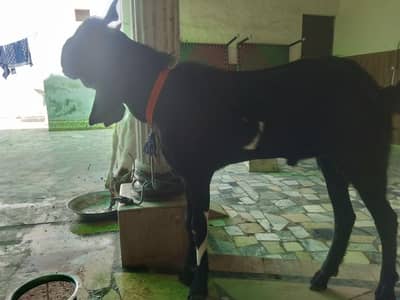 Big bull