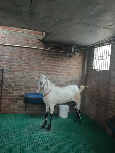 qurbani 2026