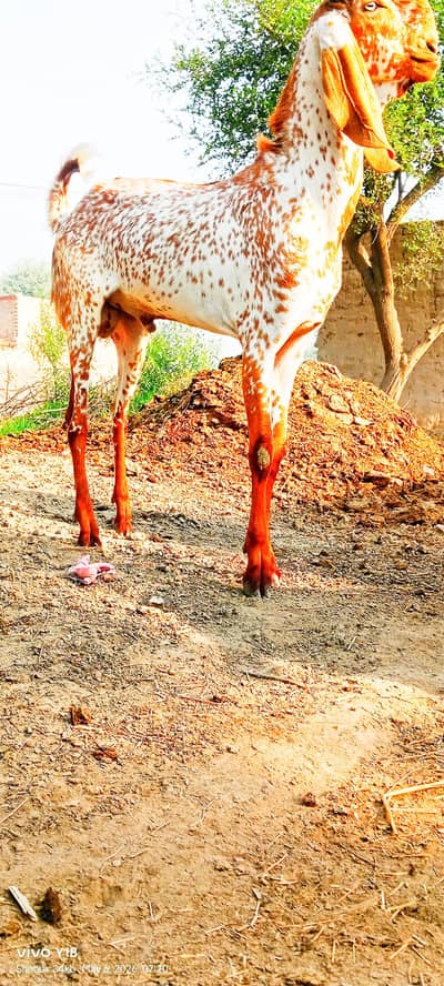 مکھی چینا سپیشل بڑے کان بڑا قد ماشاءاللہ بڑا ہی خوبصورت