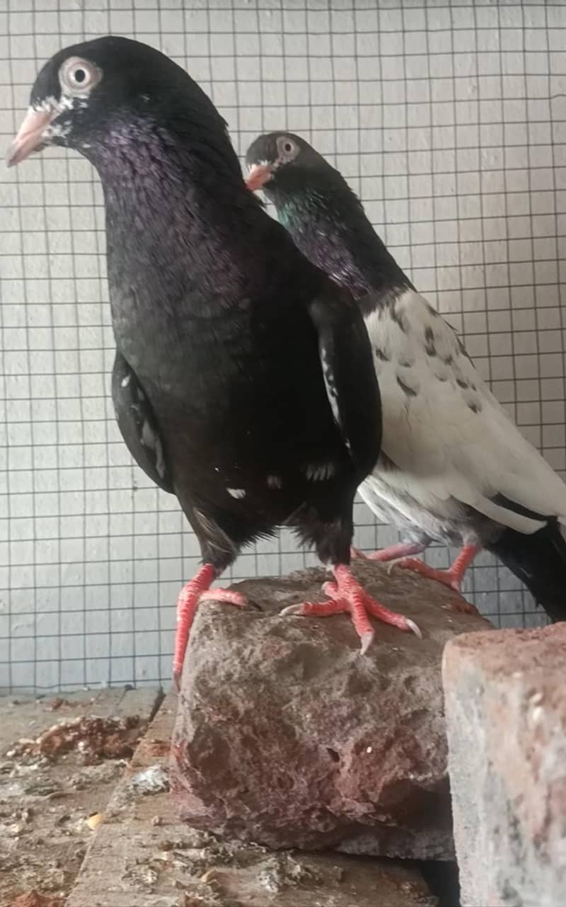 pair . . . 0
