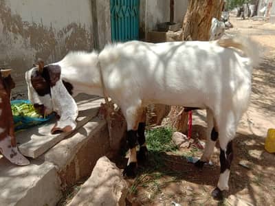 Bakra aur Bakri 2 dant,(urgent Sale) 0319 6888109