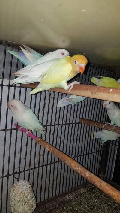 colour lovebirds