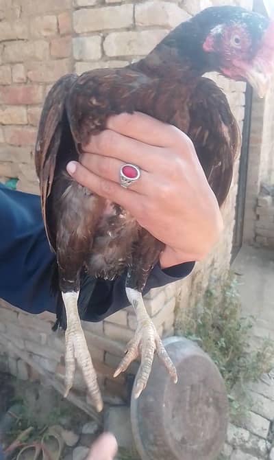 forsale hen