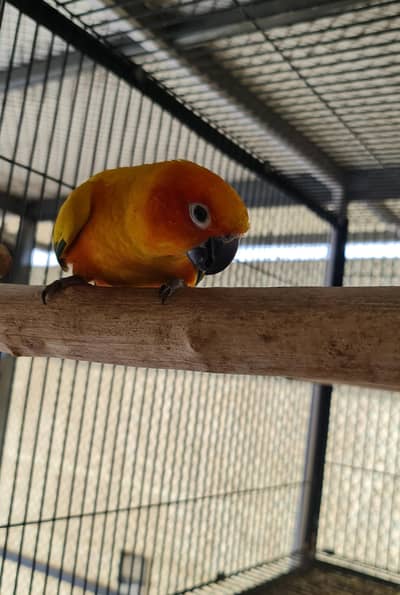 Sun conure, Rubino Rump