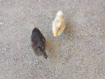 baby ducks for sale