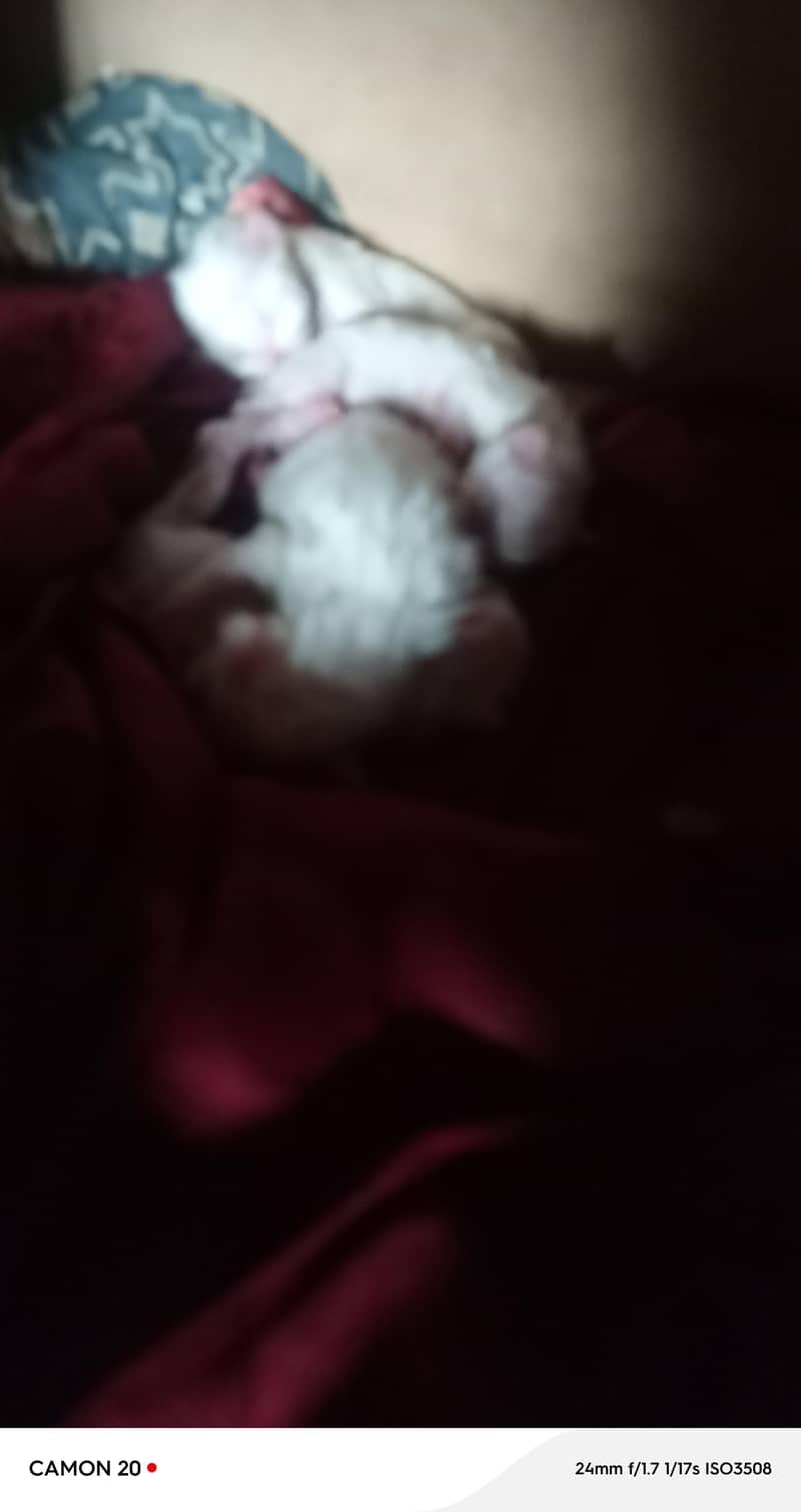 Persian Kittens 0