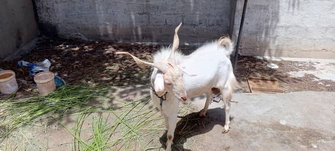 andoo teddy bakra available