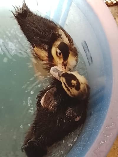 Selling Ducks with Wooden Cage.