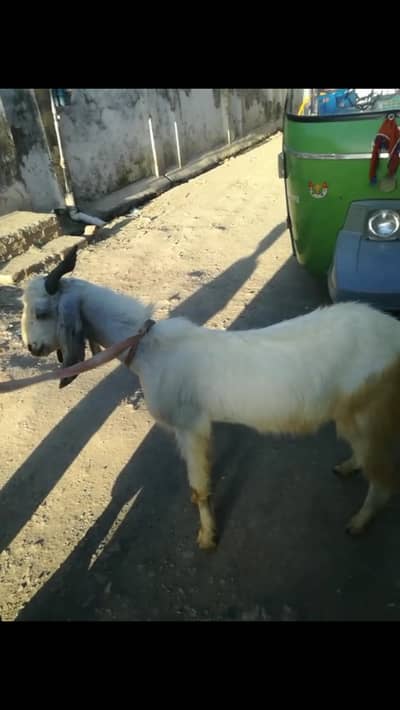 Bakra for sale