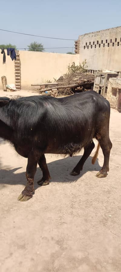 Kataa Qurbani Sale