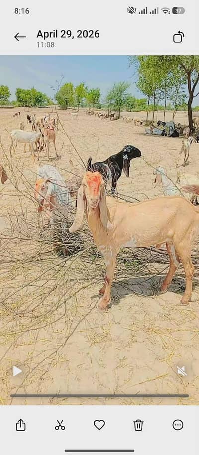 Goats for sale