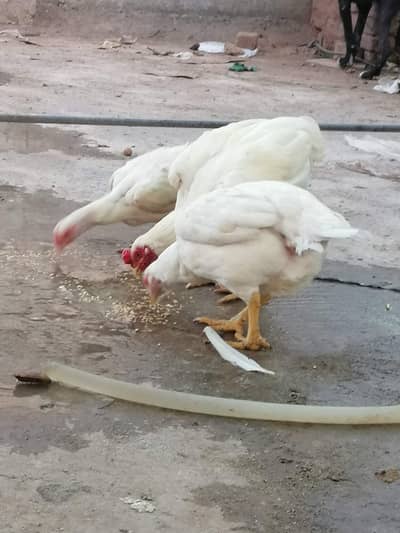 heera aseel k fresh &  fertile eggs available
