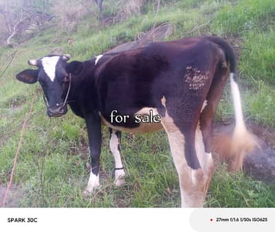 Cow for sale