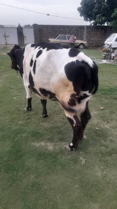 Qurbani k laye gaye
