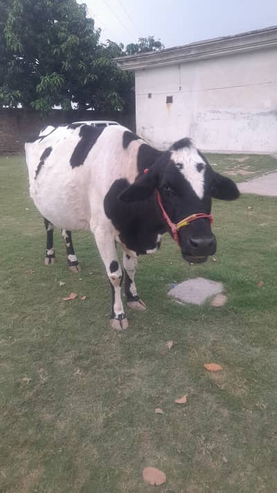 Qurbani k laye gaye