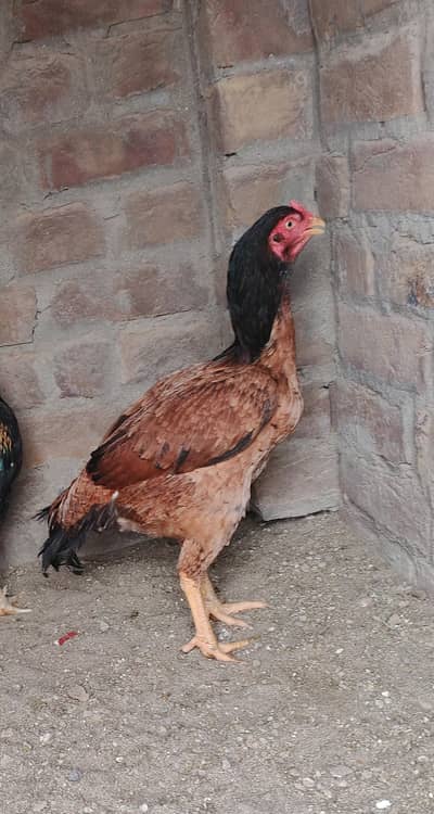 mainwali lakhi