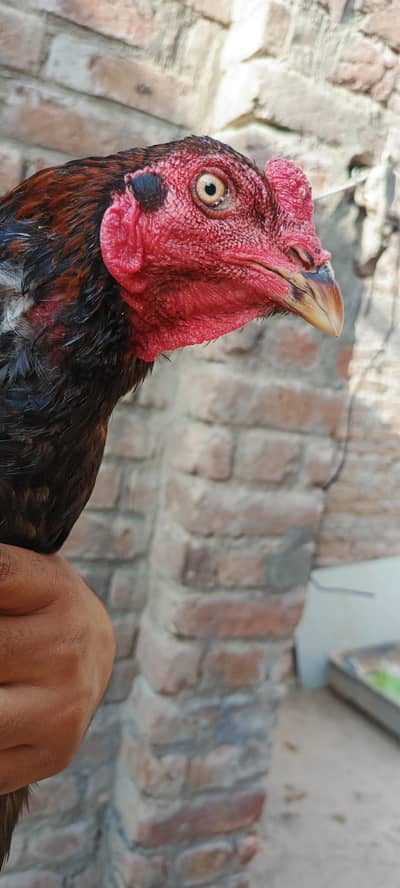 Aseel patha for sale